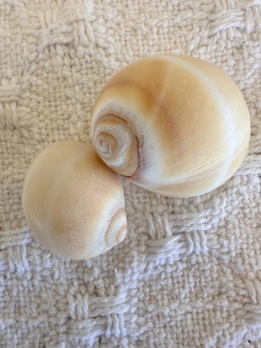 Polinices bifasciatus, 2024-04-19