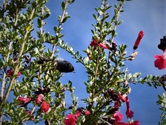 Diglossa carbonaria