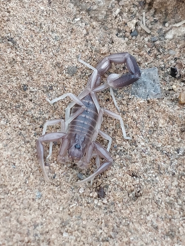 African fattail scorpion