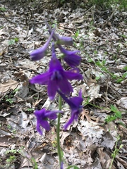 Delphinium tricorne