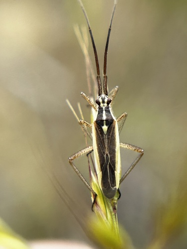 Leptopterna amoena