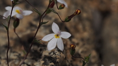 Nemacladus longiflorus