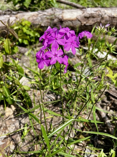 Phlox pilosa