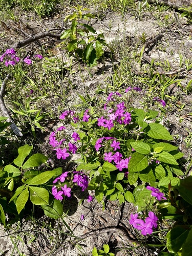 Phlox pilosa