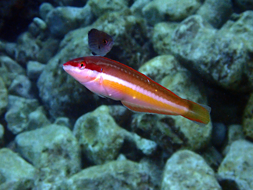 Mediterranean Rainbow Wrasse, photo 9 of 10