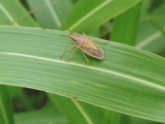 Oebalus