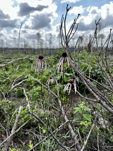 Sanguin purple coneflower (Echinacea sanguinea)