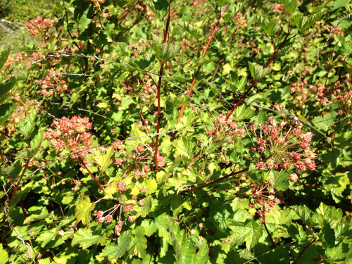 Physocarpus capitatus