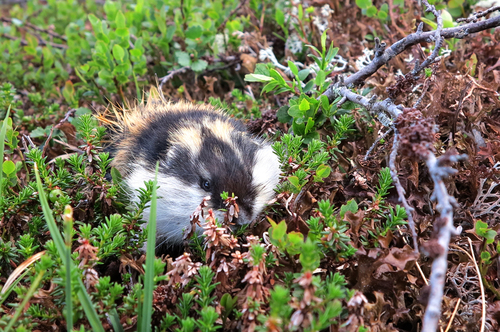 Norway Brown Lemming, Flå, photo 9 of 10