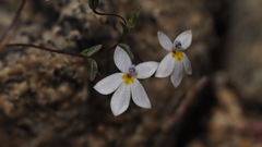 Nemacladus longiflorus