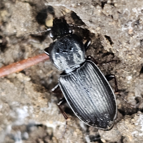 Pterostichus mutus photo 6
