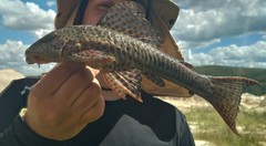 Hypostomus