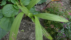 Bletilla striata
