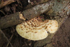 Cerioporus squamosus