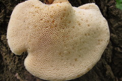 Cerioporus squamosus