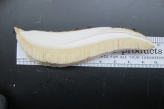 Cerioporus squamosus