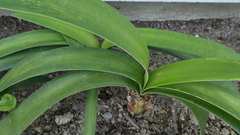 Clivia gardenii