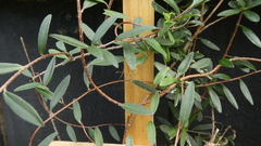 Billardiera longiflora