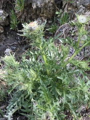 Cirsium andrewsii