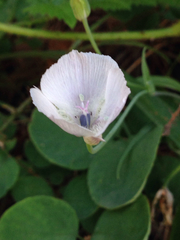 Calochortus umbellatus