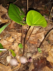 Hexastylis shuttleworthii