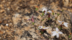 Nemacladus longiflorus