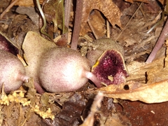 Hexastylis shuttleworthii