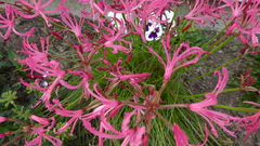 Nerine filifolia
