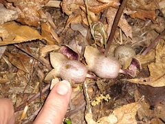 Hexastylis shuttleworthii