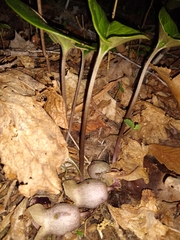 Hexastylis shuttleworthii