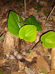 Hexastylis shuttleworthii