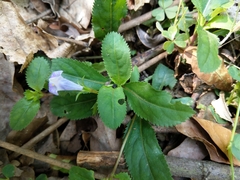 Bonnaya ruelloides