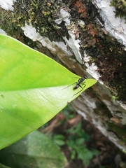 Gigantiops destructor