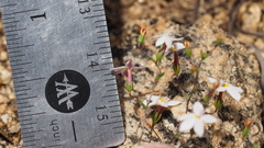 Nemacladus longiflorus