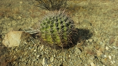 Ferocactus emoryi emoryi