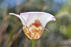 Calochortus vestae