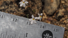 Nemacladus longiflorus