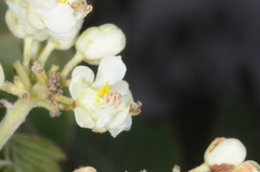 Urvillea