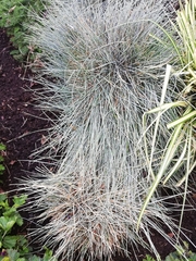 Helictotrichon sempervirens