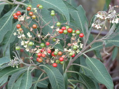 Solanum pubigerum