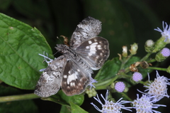 Chiomara asychis