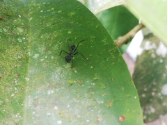 Gigantiops destructor