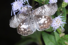 Chiomara asychis