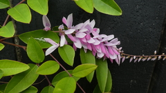 Indigofera decora