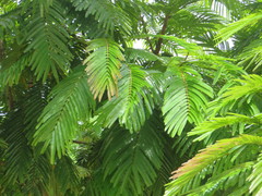 Pentaclethra macroloba