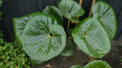 Ligularia reniformis
