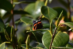 Vanessa atalanta