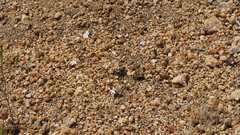 Nemacladus longiflorus