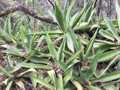 Agave mitis