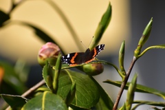 Vanessa atalanta